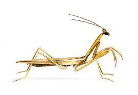 Born 1959) is a chinese entrepreneur, the founder of suzhou gold mantis construction decoration, an interior design and decoration company. Lot Alvin A White Yellow Gold Sculpture Of A Praying Mantis An Incredibly Detailed Likeness Probably In 18kt Gold With Semi Precious S