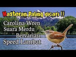 Masteran Paling Dicari Carolina Wren Suara Bervariasi Speed Lambat Youtube Wren Youtube Suara