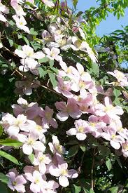 Montana Archive Clematis Herian In 2020 Clematis Pflanzen Kletterpflanzen