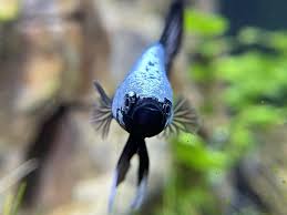 Samurai bettas are new strain of bettas which are difficult to acquire. Kage The Black Samurai Betta Album On Imgur