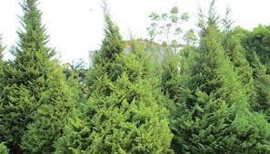 Penyerbukandilakukan dengan alami maupun bantuan dari hewan sekitar. Klasifikasi Dan Morfologi Tanaman Cemara Ilmu Pertanian