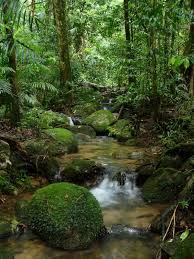 The Amazonian Virgin Forest Natural Wonders Amazon Forest Amazon Rainforest