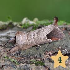 Image result for Clostera curtula