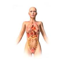 The function of the external female reproductive structures (the genital) is twofold: Anatomy Of Female Body With Internal Digital Art By Leonello Calvetti