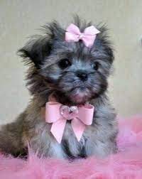 My Future Pet Is A Maltipoo Taking One Step At A Time I Didn T Grow With Pets Around Home And I Don T Know The Feeling Of Lovi Cute Dogs Puppies Maltipoo