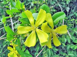 Image result for Hugonia grandiflora