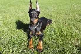 Maybe you would like to learn more about one of these? Small Doberman Stock Photo Picture And Royalty Free Image Image 14886427