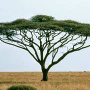 Image result for Millettia dura