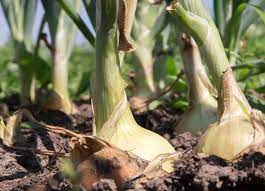 Space the plants 4 to 5 inches apart in. How To Plant Grow And Harvest Onions
