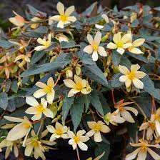 Image result for Baissea viridiflora