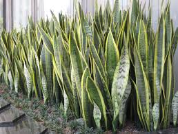 Image result for Uvaria laurentii