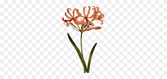 rhododendron botanical illustration botany cut flowers free botanical clip art stunning free transparent png clipart images free download rhododendron botanical illustration