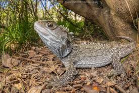 Image result for Fadogia gossweileri