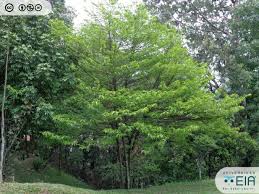 Image result for Margaritaria