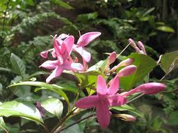 Image result for Eranthemum laxiflorum