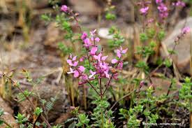 Image result for Syncolostemon