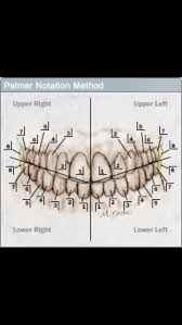 Palmer Teeth Numbering System Ortho Dental Assistant