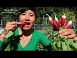 THU HOẠCH VÀ ĂN CỦ CẢI ĐỎ, HÁI XÀ LÁCH, CẢI HOA HỒNG, CẢI KALE, TẶNG CHỊ  CHỒNG