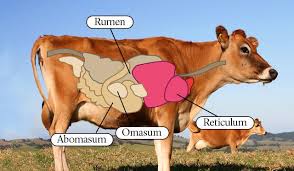 Just apply it before sleep 3 days burn belly fat and remove rumen # asfa_si7riya # magic recipe # #stomach weight loss. How Many Stomachs Does A Cow Have Graham S Family Dairy