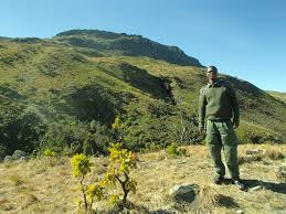 Image result for Moraea inyangani