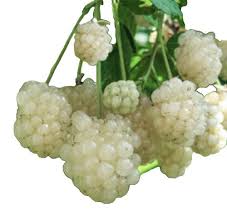 Image result for Uvariodendron