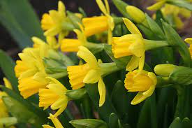 Pin By Susan On Thrilled With Daffodils Daffodils Daffodil Images Different Types Of Lilies