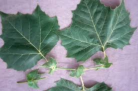 Image result for Platanus
