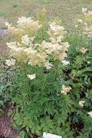Maedesuess Blumen Fur Garten Stauden Heilpflanzen