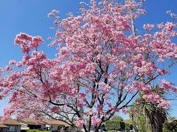Image result for Tabebuia heterophylla