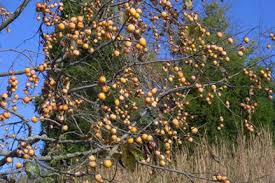 Image result for Diospyros virgata