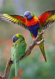 Rainbow Lorikeet Few Birds Are More Colourful Than The Aptly Named Rainbow Lorikeet A Common Resident Of Eastern And Colorful Birds Australian Parrots Birds