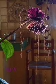 En connaissez vous les effets si l'on conjugue les deux? Noix De Bancoul C Est Ma Nature