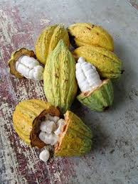 Pods The Story Of Chocolate Fruit And Veg Food Fruits And Veggies