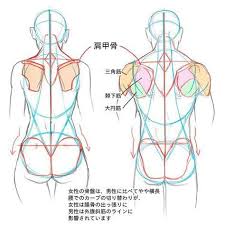 If you have the time, could you do a similar short guide on shoulders/back muscles? Back Muscles Drawing Reference Anime Fat Art References And Resources