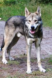 Er war liebhaber des deutschen schäferhundes und der ansicht. Saarloos Wolfdog Wikipedia