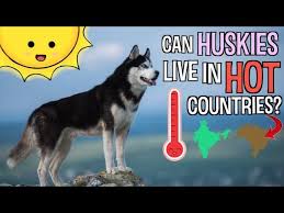 Heat cycles last anywhere from 18 to 28 days. Can Huskies Live In Hot Weather Siberian Huskies In Hot Climates Youtube