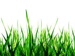 Download Nature Png Images Background Png Free Png Images Nature Background Images Free Png Grass Wallpaper