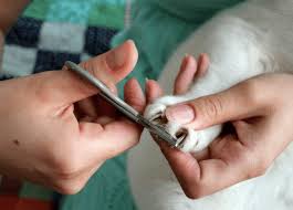 Cats don't like their nails trimmed. 7 Best Cat Nail Clippers Review Kitty Friendly Pawsome Kitty