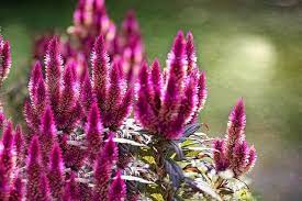 Check spelling or type a new query. Give Your Garden A Burst Of Color With A Celosia Properly Rooted