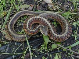 Check spelling or type a new query. Easterngartersnake