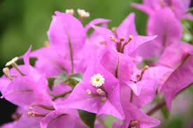 Shop from the world's largest selection and best deals for plant full sun vines & climbing plants. 12 Best Perennial Vines To Grow In The Sun