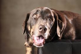 Rottweiler x labrador retriever mix = labrottie. Rottweiler Lab Mix A Complete Guide To The Labrottie Or Rottador Dog