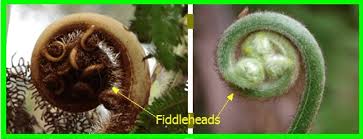 Image result for Eriosema flexuosum