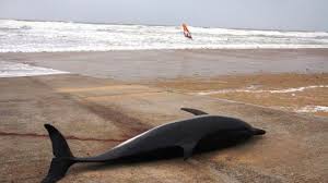 Deux Dauphins Echoues A Saint Gilles Et Saint Jean De Monts Vendee L Actu Oceanique