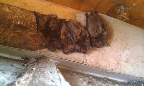 If you have had bats in your attic for any length of time, make sure a professional animal clean up service removes all the accumulated waste. Bats In The Attic How Bad Can It Be