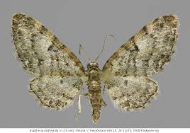 Image result for Eupithecia dodoneata