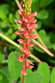 Image result for Indigofera hirsuta