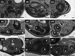 Image result for Isonema