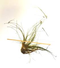 Image result for Eleocharis atropurpurea