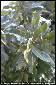 Image result for Terminalia macroptera